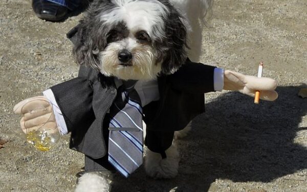 Šuns Helovino kostiumas – pažeminimas ar puošmena? (Foto)