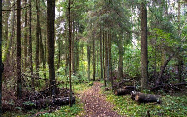 Keliauk kitaip – Dubravos rezervatinė apyrubė (Foto)