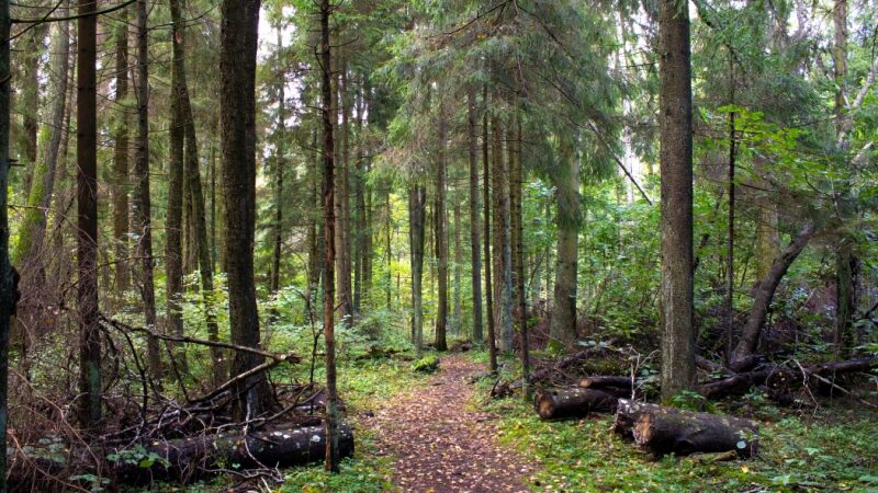 Keliauk kitaip – Dubravos rezervatinė apyrubė (Foto)