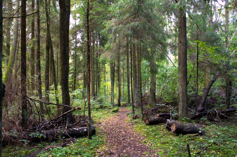 Keliauk kitaip – Dubravos rezervatinė apyrubė (Foto)