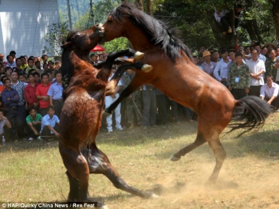 Arklių kautynės – barbariškos tradicijos Kinijoje (foto)