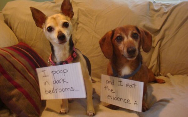 Blogiukai! Gyvūnų šeimininkai atidarė internetinę augintinių gėdos galeriją