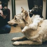 Sovietų eksperimentai su gyvais begalviais ir dvigalviais šunimis (video)