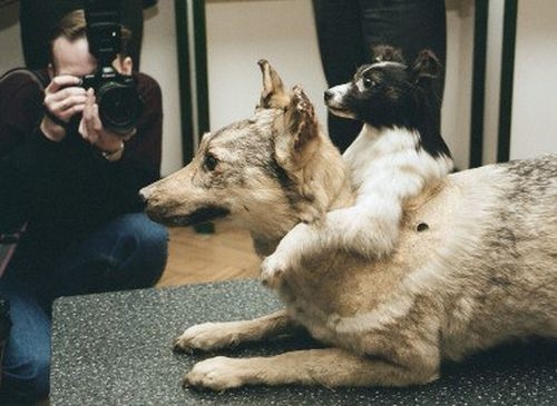 Sovietų eksperimentai su gyvais begalviais ir dvigalviais šunimis (video)