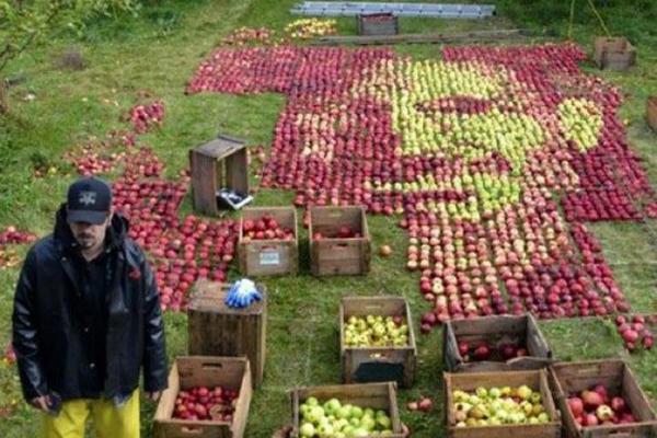 „Apple“ įkūrėjo atminimui – jo portretas iš obuolių