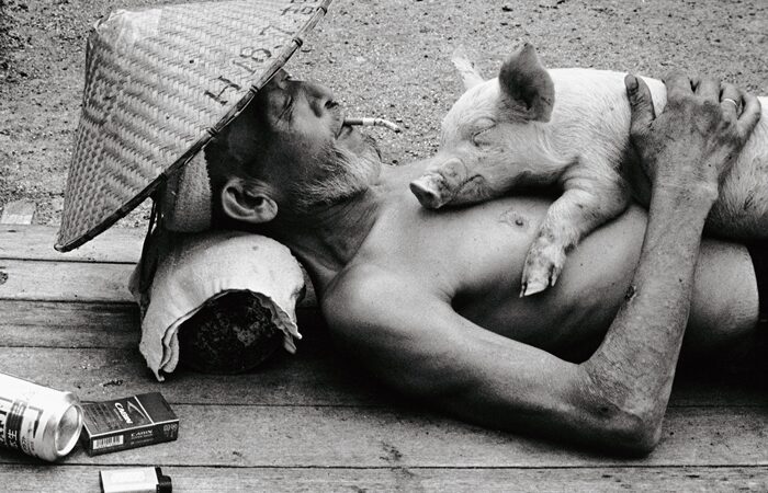 Šiandien mėsos nevalgysime arba išskirtinė japono ir kiaulių draugystė (foto)