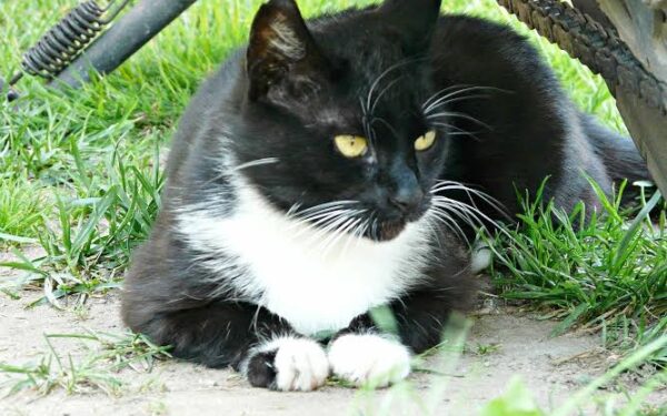 Globotinio pusryčiai. Namų ieško soduose paklaidinta Neris (foto)