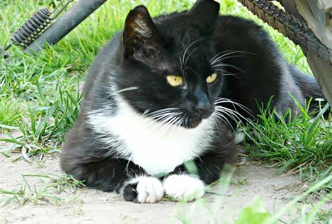 Globotinio pusryčiai. Namų ieško soduose paklaidinta Neris (foto)