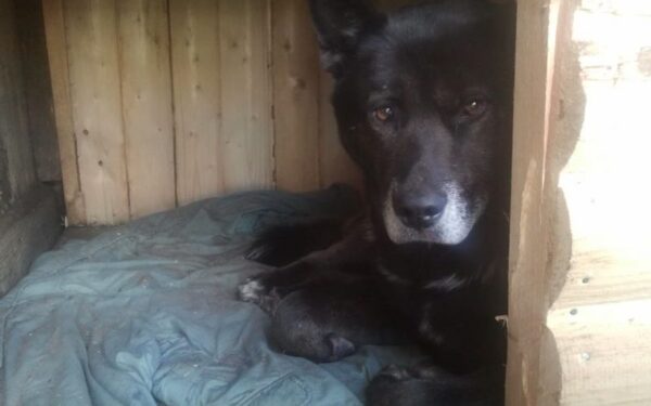 Globotinio pusryčiai: pasitikėjimą žmogumi atgavęs Ačis ieško žmogaus