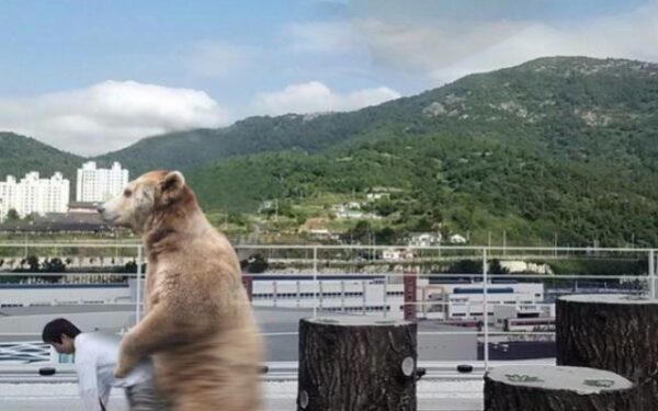 „Photoshop’o“ pokštai Korėjoje: „Prašau, patobulinkite mano nuotrauką“ (foto)