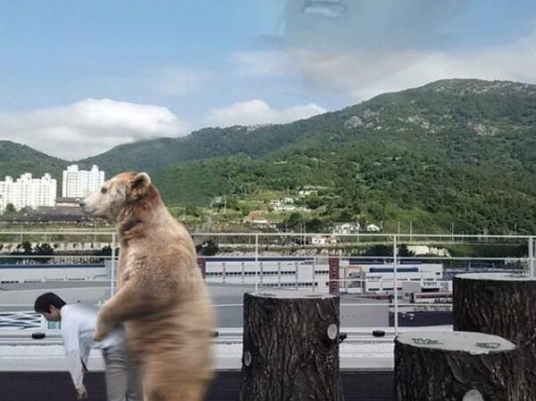 „Photoshop’o“ pokštai Korėjoje: „Prašau, patobulinkite mano nuotrauką“ (foto)