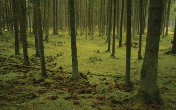 Keliauk kitaip – Nemuno kilpų regioninis parkas (Foto)