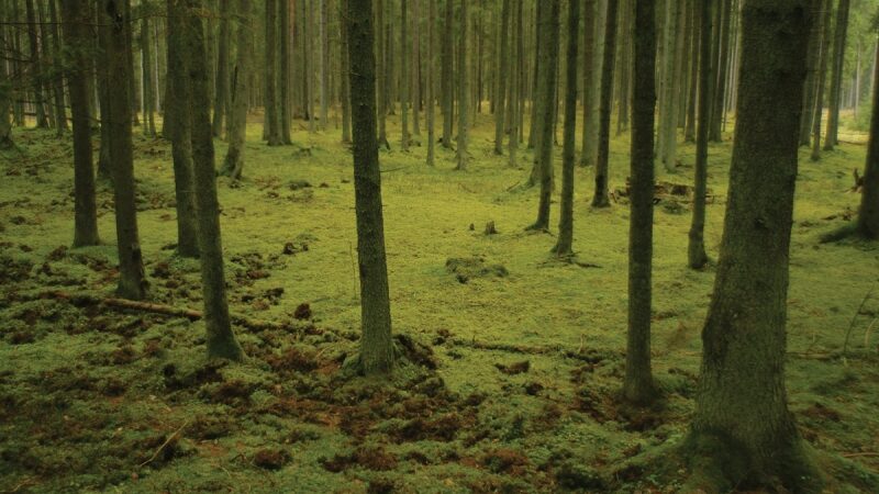 Keliauk kitaip – Nemuno kilpų regioninis parkas (Foto)