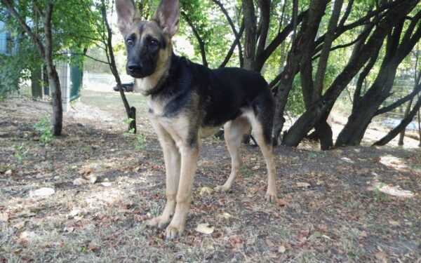 Globotinio pusryčiai: pulkas amsinčių gražuolių ieško namų