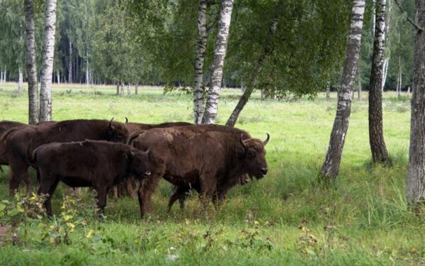 Keliauk kitaip – Krekenavos regioninis parkas (Foto)