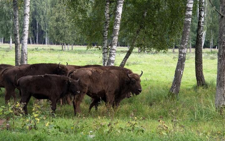 Keliauk kitaip – Krekenavos regioninis parkas (Foto)