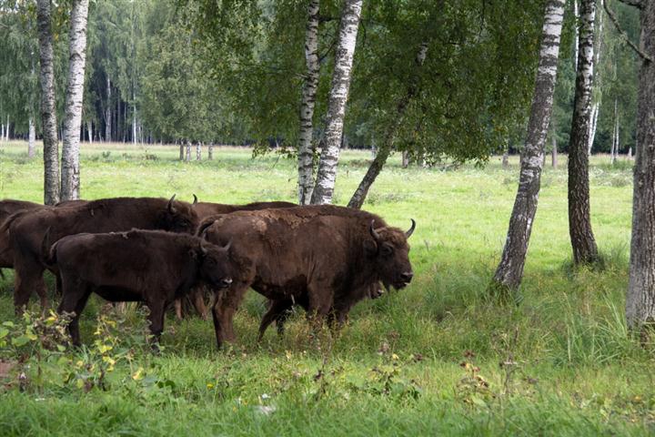 Keliauk kitaip – Krekenavos regioninis parkas (Foto)