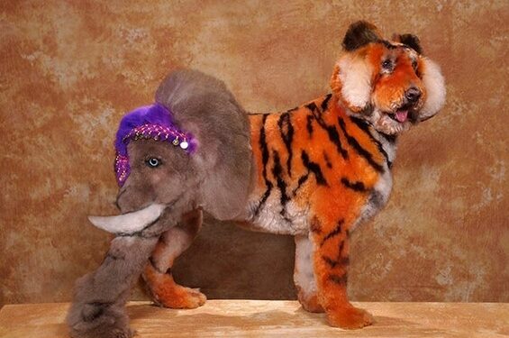 Gyvūnų teisių gynėjams ir tikrai mylintiems gyvūnus – tai nepatiks (foto)