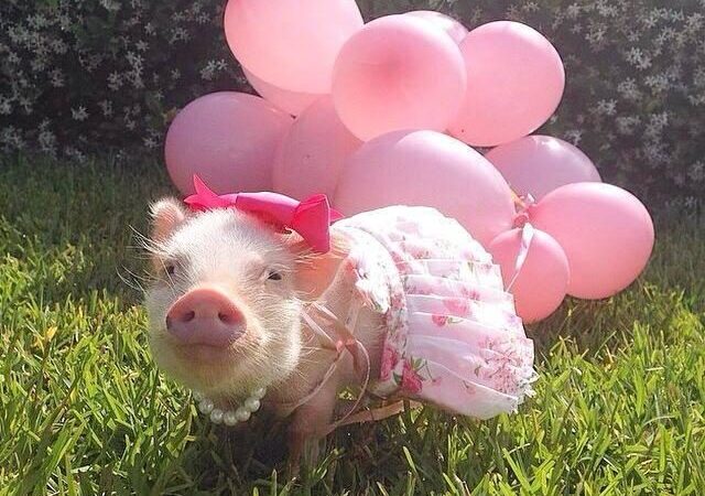 Turbūt mieliausia mados tinklaraštininkė pasaulyje… (foto)