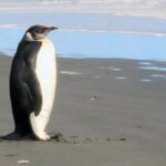 Pingvinas vienišius sugebėjo įveikti 6 tūkstančius kilometrų (Video)