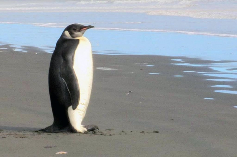 Pingvinas vienišius sugebėjo įveikti 6 tūkstančius kilometrų (Video)