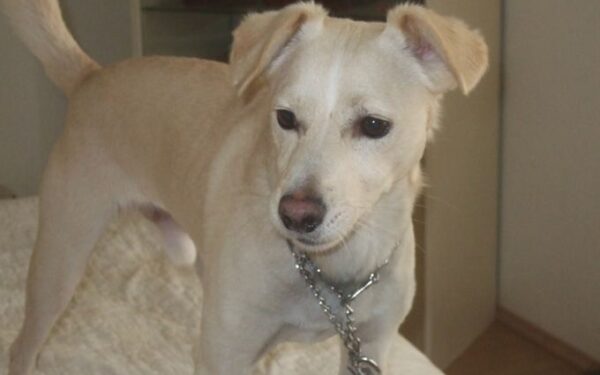 Globotinio pusryčiai. Žavuolis Čiko ieško šeimininkų (foto)