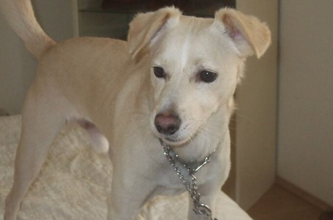 Globotinio pusryčiai. Žavuolis Čiko ieško šeimininkų (foto)