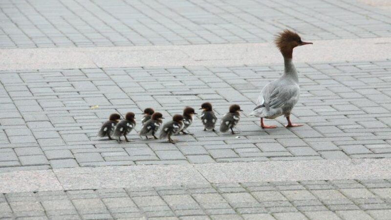 Prezidentūros parke apsigyveno į Lietuvos raudonąją knygą įrašyta dančiasnapė (Foto)