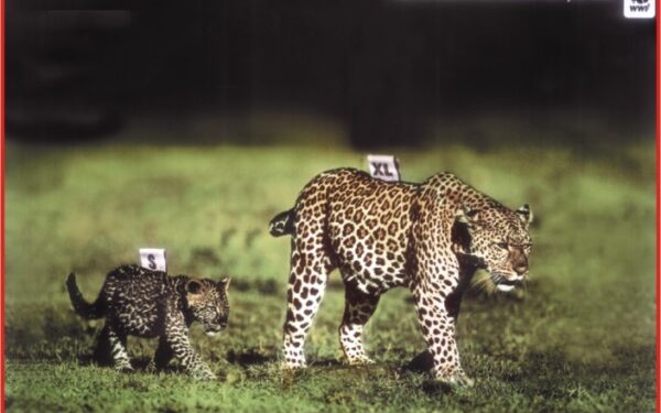 Specialiai gyvūnų dienai: kvapą gniaužiantys gyvūnijos pareiškimai (foto)