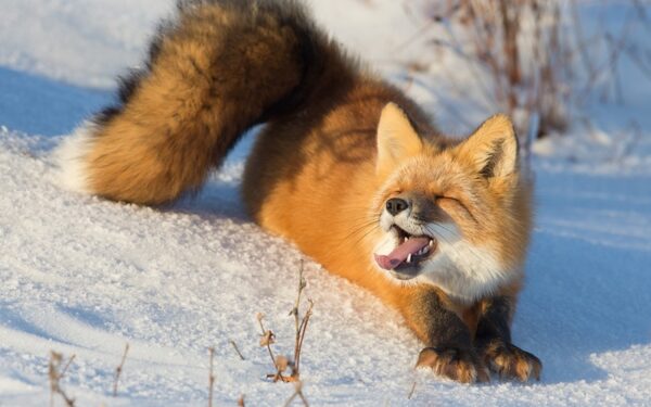 Artėja Kalėdos be sniego?