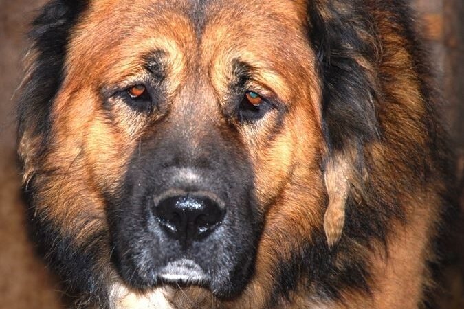 10 šunų skubiai ieško namų. Neradus, ketina užmigdyti