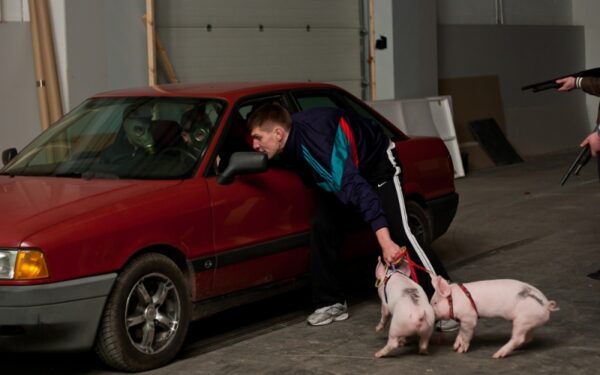 Pirmadienis Vilniuje: aidi šūviai, loja paršeliai, keičiamos skrydžių kryptys (foto)