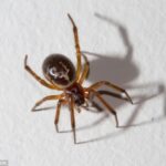 Kartais vorų iš tiesų yra dėl ko bijoti... (foto)