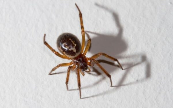 Kartais vorų iš tiesų yra dėl ko bijoti… (foto)