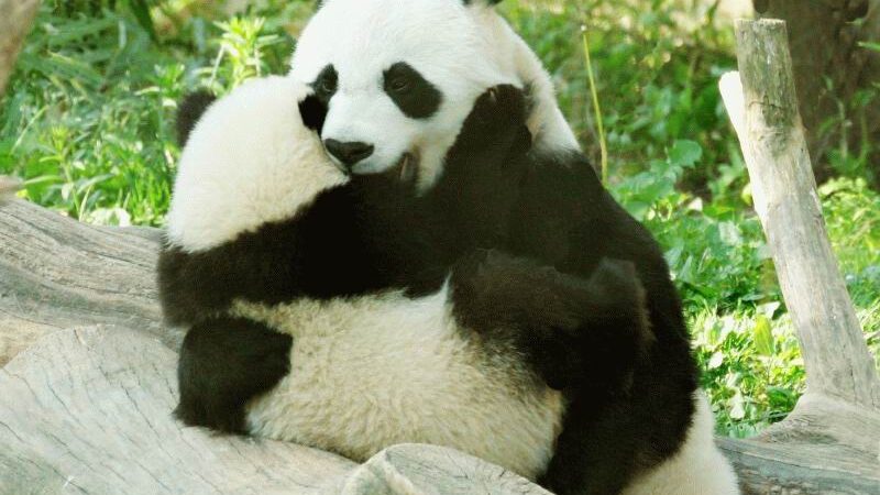 Kai gyvūnus aplanko meilė… (Foto)