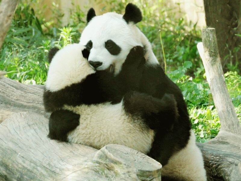 Kai gyvūnus aplanko meilė... (Foto)