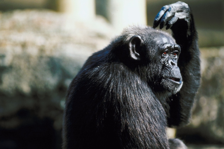 Natasha – geniali šimpanzė su charakteriu