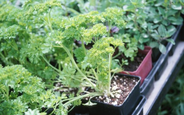 Vištienos kepsneliai su šviežiais prieskoniais