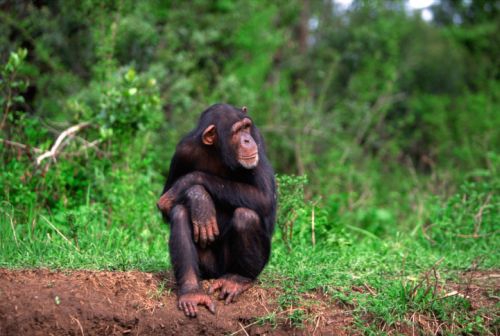 Ar galėjo užkrėsti šimpanzė Regina hepatitu B?