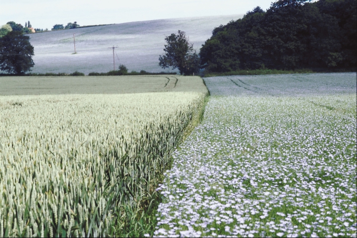 Linų sėmenys – grožiui ir sveikatai