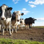 Genetiškai modifikuotos karvės duos moters pieną