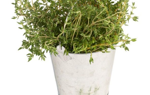 Vištienos salotos su rozmarinų padažu