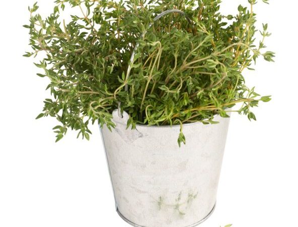 Vištienos salotos su rozmarinų padažu