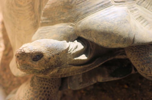 Baliniai vėžliukai sekmadienį visų laukia Lietuvos zoologijos sode