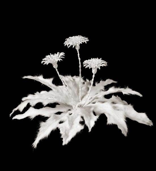 Stulbinamo grožio gėlės iš gyvūnų kaulų (foto)