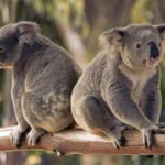 Australija: koalos paskelbtos nykstančia rūšimi