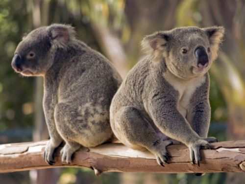 Australija: koalos paskelbtos nykstančia rūšimi