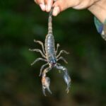 Saulės ženklų astrologija: Skorpionas