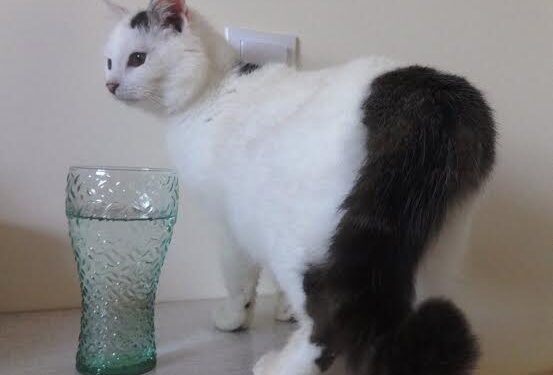 Globotinio pusryčiai. Nuo Olimpo kalno nužengusi gražuolė Mūza (foto)