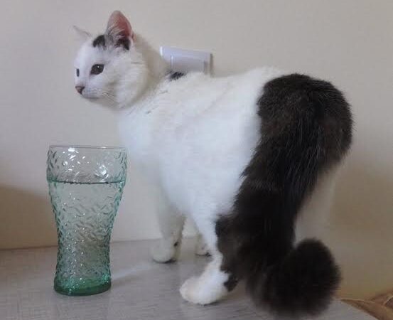 Globotinio pusryčiai. Nuo Olimpo kalno nužengusi gražuolė Mūza (foto)